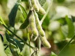 Soy bean Images